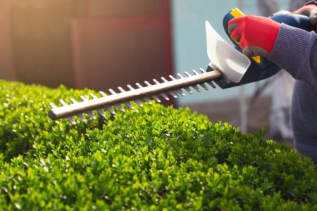 Taille de haies, techniques professionnelles pour un résultat impeccable