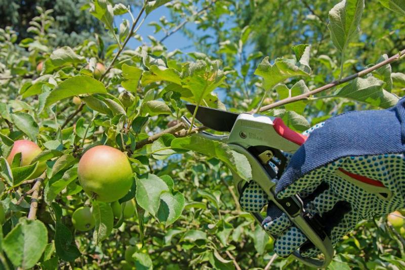 Entretien des arbres fruitiers &agrave; Bl&eacute;nod-l&egrave;s-Pont-&agrave;-Mousson, les gestes essentiels
